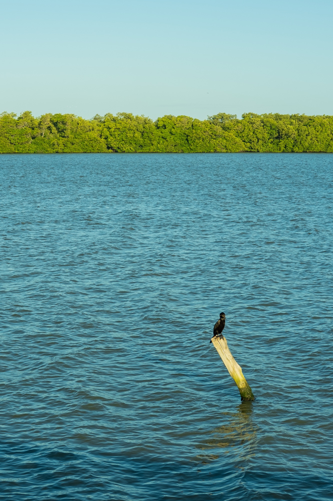 Fotografía 03 de la serie El silencio del manglar