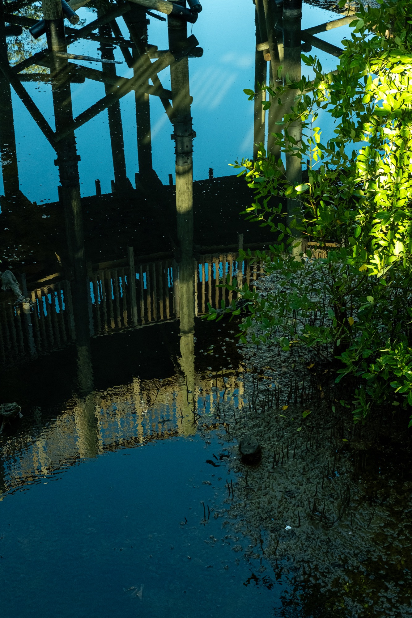 Fotografía 12 de la serie El silencio del manglar